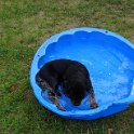 Ein kleiner Dogi-Pool ...