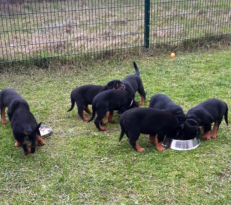 Welpen beim Spiel im Grünen