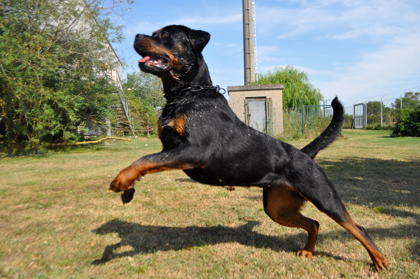 Rottweiler Dakota