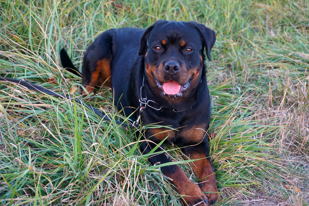 Rottweiler Zucht Dakota