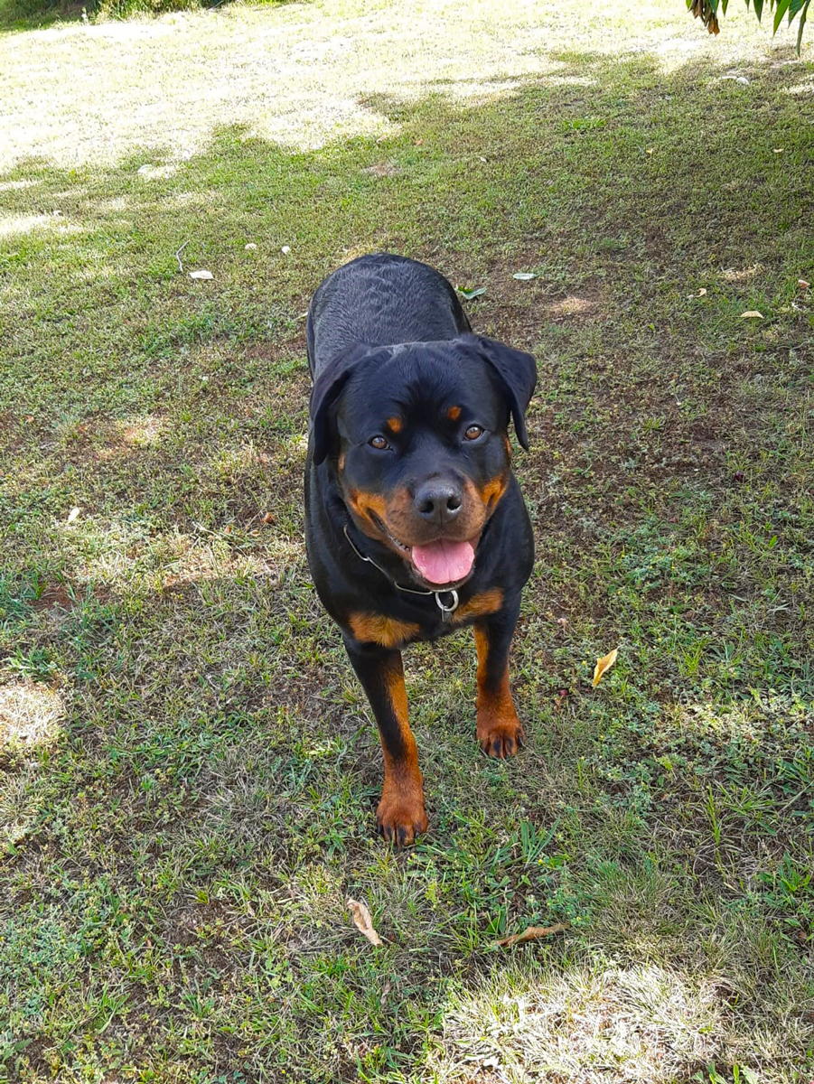 Rottweiler Mdchen Dakota