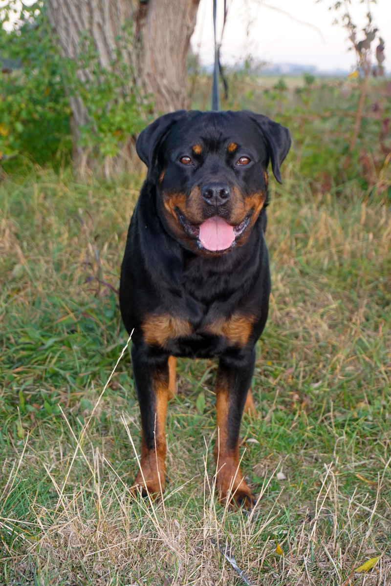 Begleithundeprüfung Dakota