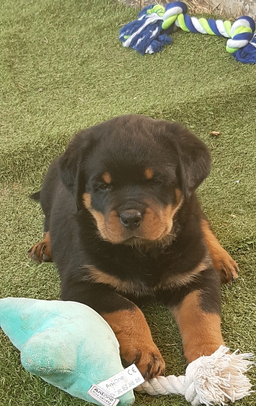 Rottweiler Welpe