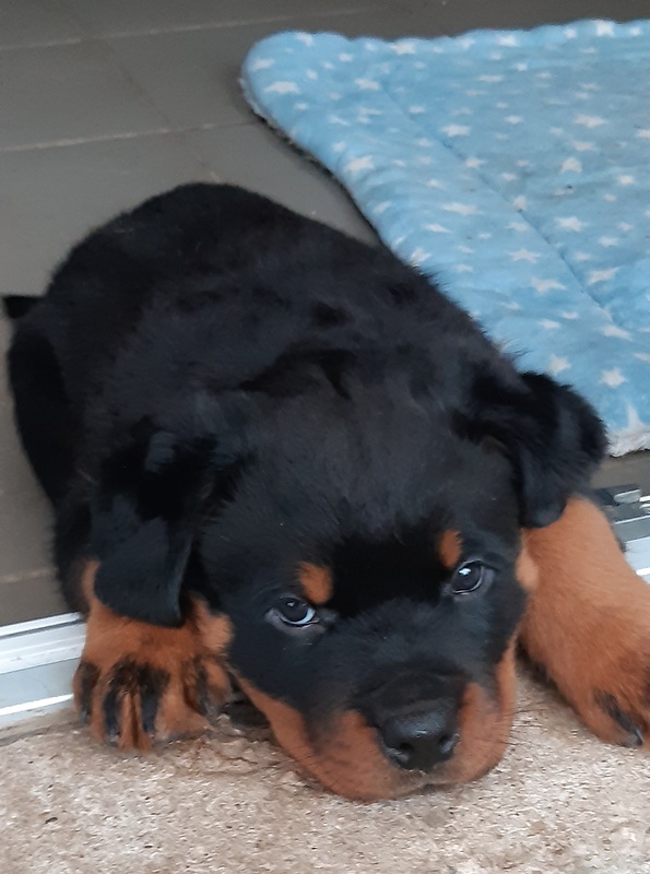 Rottweiler Welpe