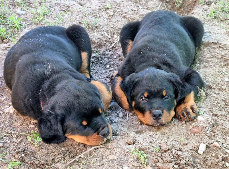 Rotties Welpen