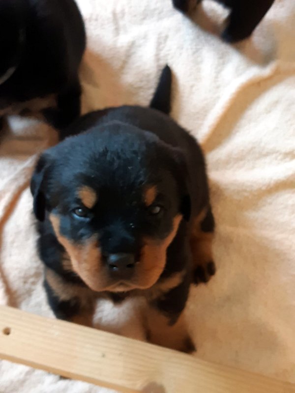 Welpe Rottweiler 22