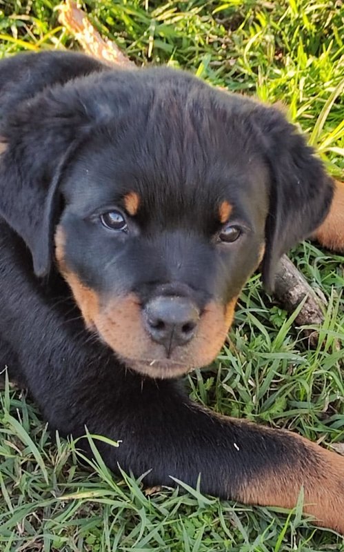 Welpe Rottweiler