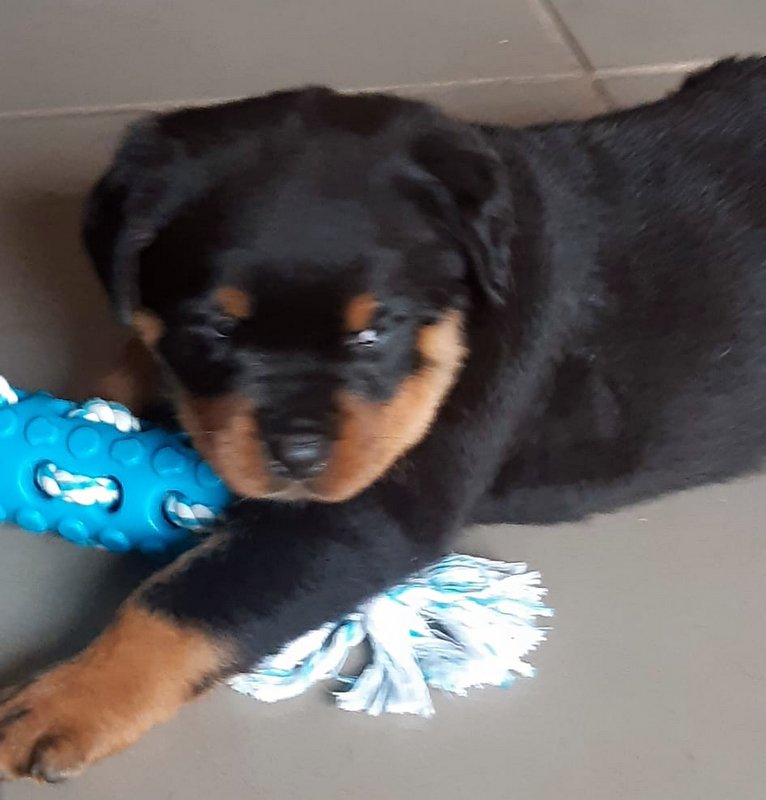 Rottweiler Welpe 