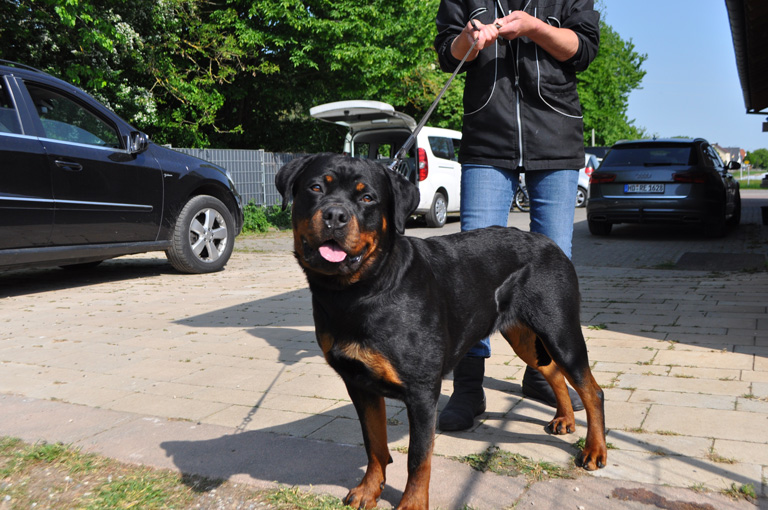 Dakota Begleithundeprüfung 2018