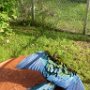 Sunny und Rainbow beim Baden